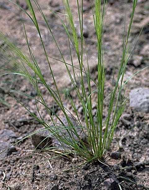 Plantule de Aristida kerstingii - Poaceae - © Thomas le Bourgeois / CIRAD