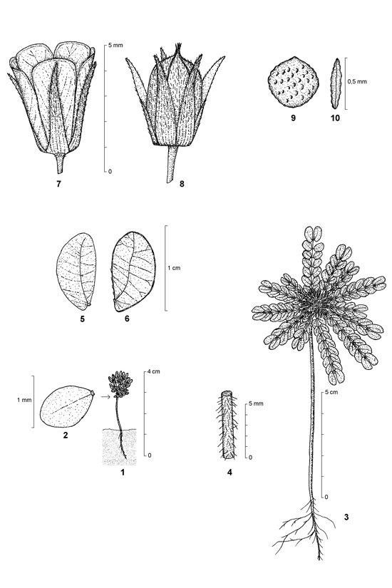 Dessin botanique de Biophytum umbraculum - Oxalidaceae - © Kamga Tchaye / CIRAD