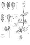 Dessin botanique de Boerhavia diffusa - Nyctaginaceae - © Kamga Tchaye / CIRAD
