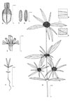 Dessin botanique de Spermacoce chaetocephala - Rubiaceae - © Kamga Tchaye / CIRAD