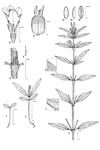 Dessin botanique de Spermacoce stachydea - Rubiaceae - © Kamga Tchaye / CIRAD