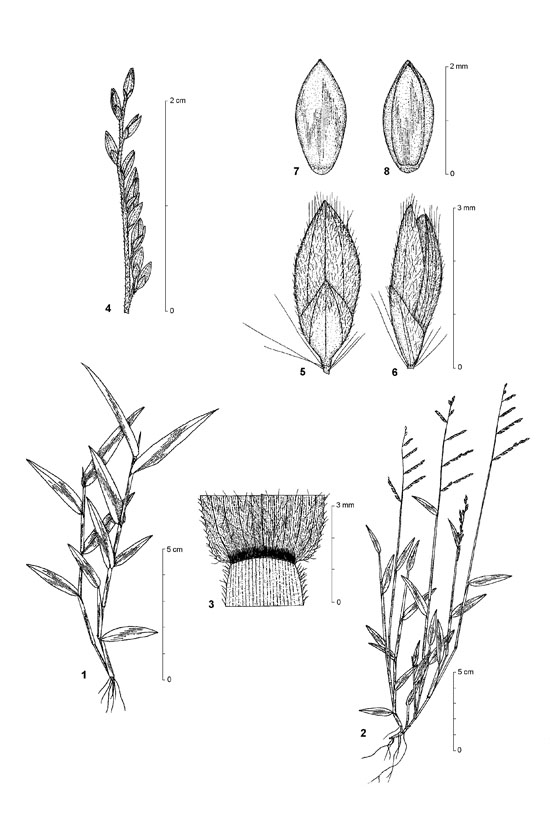 Dessin botanique de Brachiaria villosa - Poaceae - © Kamga Tchaye / CIRAD