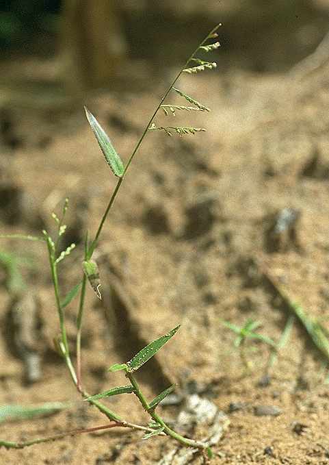 Exemplaire adulte de Brachiaria villosa - Poaceae - © Thomas le Bourgeois / CIRAD