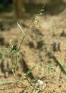Brachiaria villosa - Poaceae au stade adulte - © Thomas le Bourgeois / CIRAD