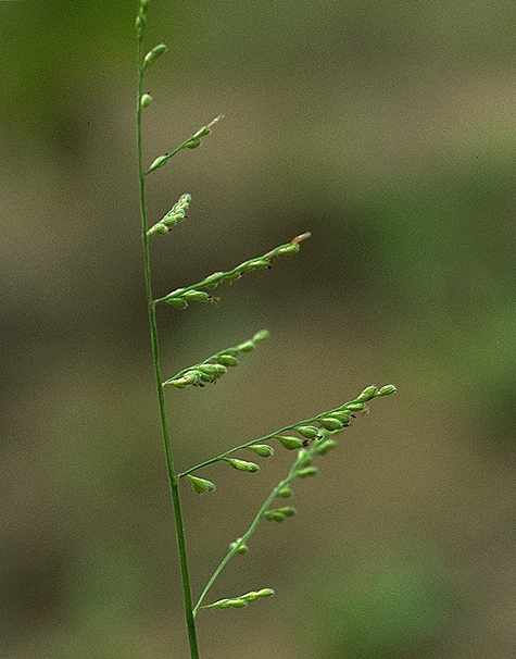 Détail de Brachiaria villosa - Poaceae - © Thomas le Bourgeois / CIRAD