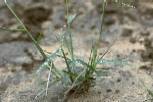 Brachiaria villosa - Poaceae au stade plantule - © Thomas le Bourgeois / CIRAD