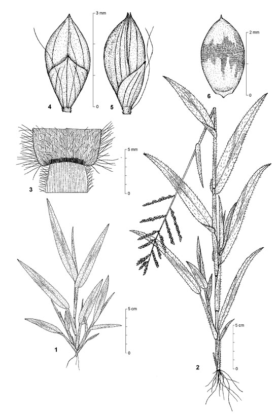 Dessin botanique de Brachiaria lata - Poaceae - © Kamga Tchaye / CIRAD