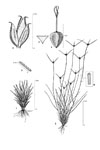 Dessin botanique de Bulbostylis barbata - Cyperaceae - © Kamga Tchaye / CIRAD