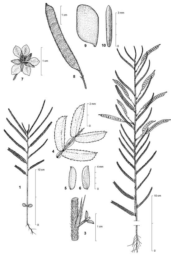 Dessin botanique de Chamaecrista mimosoides - Fabaceae - © Kamga Tchaye / CIRAD