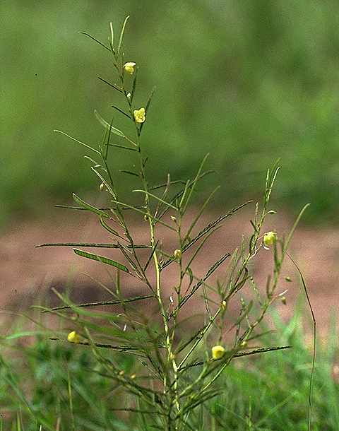 Exemplaire adulte de Chamaecrista mimosoides - Fabaceae - © Thomas le Bourgeois / CIRAD