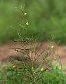 Chamaecrista mimosoides - Fabaceae au stade adulte - © Thomas le Bourgeois / CIRAD