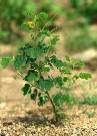 Senna obtusifolia - Fabaceae au stade adulte - © Thomas le Bourgeois / CIRAD