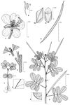 Dessin botanique de Senna obtusifolia - Fabaceae - © Kamga Tchaye / CIRAD