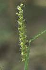 Détail de Cenchrus biflorus - Poaceae - © Thomas le Bourgeois / CIRAD