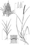 Dessin botanique de Cenchrus biflorus - Poaceae - © Kamga Tchaye / CIRAD