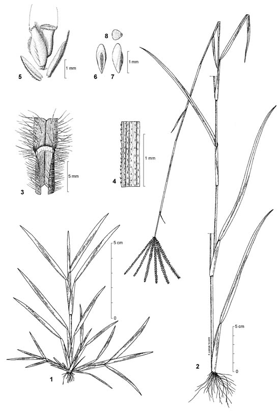 Dessin botanique de Chloris pilosa - Poaceae - © Kamga Tchaye / CIRAD