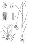 Dessin botanique de Chloris pilosa - Poaceae - © Kamga Tchaye / CIRAD