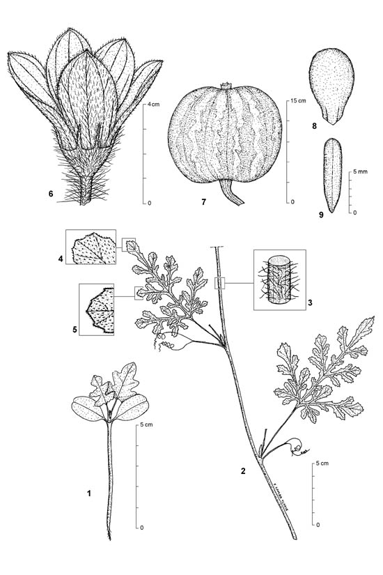Dessin botanique de Citrullus lanatus - Cucurbitaceae - © Kamga Tchaye / CIRAD