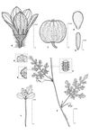 Dessin botanique de Citrullus lanatus - Cucurbitaceae - © Kamga Tchaye / CIRAD
