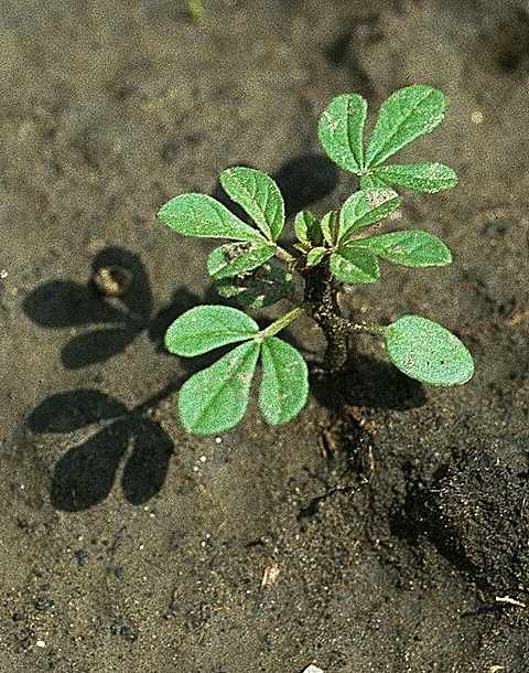 Plantule de Cleome coeruleorosea - Cleomaceae - © Thomas le Bourgeois / CIRAD