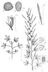 Dessin botanique de Cleome coeruleorosea - Cleomaceae - © Kamga Tchaye / CIRAD