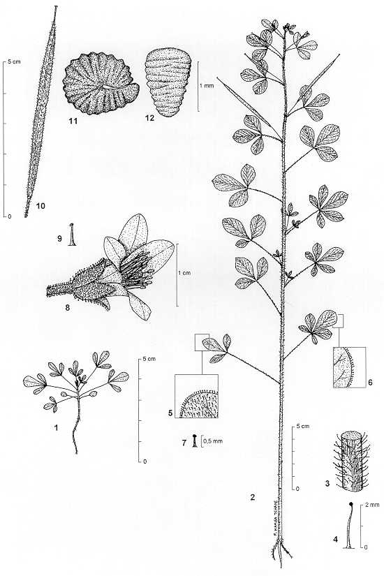 Dessin botanique de Cleome viscosa - Cleomaceae - © Kamga Tchaye / CIRAD
