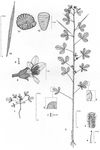 Dessin botanique de Cleome viscosa - Cleomaceae - © Kamga Tchaye / CIRAD
