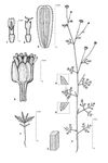 Dessin botanique de Chrysanthellum americanum - Asteraceae - © Kamga Tchaye / CIRAD