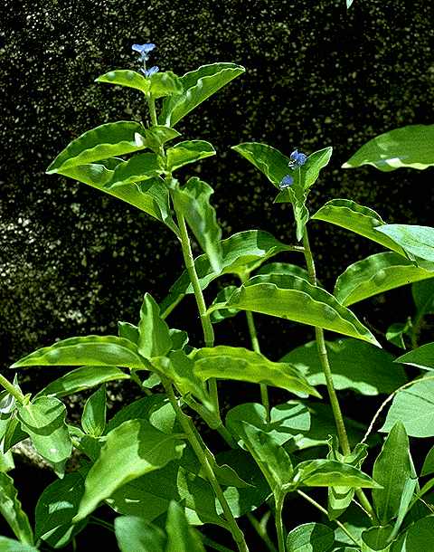 Exemplaire adulte de Commelina benghalensis - Commelinaceae - © Thomas le Bourgeois / CIRAD