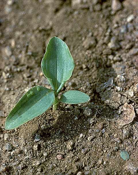 Plantule de Commelina benghalensis - Commelinaceae - © Thomas le Bourgeois / CIRAD