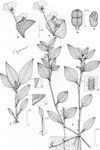 Dessin botanique de Commelina benghalensis - Commelinaceae - © Kamga Tchaye / CIRAD