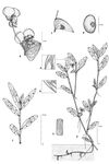 Dessin botanique de Commelina forskalaei - Commelinaceae - © Kamga Tchaye / CIRAD