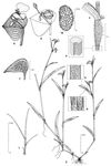 Dessin botanique de Commelina nigritana - Commelinaceae - © Kamga Tchaye / CIRAD