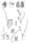 Dessin botanique de Commelina subulata - Commelinaceae - © Kamga Tchaye / CIRAD