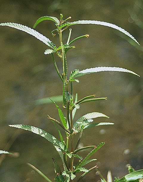 Exemplaire adulte de Corchorus tridens - Malvaceae - © Thomas le Bourgeois / CIRAD