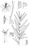 Dessin botanique de Corchorus tridens - Malvaceae - © Kamga Tchaye / CIRAD