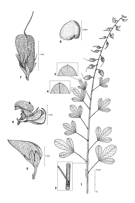 Dessin botanique de Crotalaria senegalensis - Fabaceae - © Kamga Tchaye / CIRAD