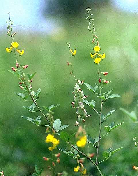 Exemplaire adulte de Crotalaria senegalensis - Fabaceae - © Thomas le Bourgeois / CIRAD