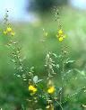 Crotalaria senegalensis - Fabaceae au stade adulte - © Thomas le Bourgeois / CIRAD