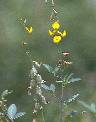 Détail de Crotalaria senegalensis - Fabaceae - © Thomas le Bourgeois / CIRAD