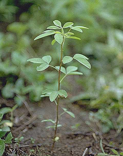 Plantule de Crotalaria senegalensis - Fabaceae - © Thomas le Bourgeois / CIRAD