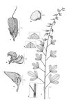 Dessin botanique de Crotalaria senegalensis - Fabaceae - © Kamga Tchaye / CIRAD