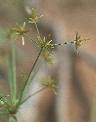 Détail de Cyperus amabilis - Cyperaceae - © Thomas le Bourgeois / CIRAD