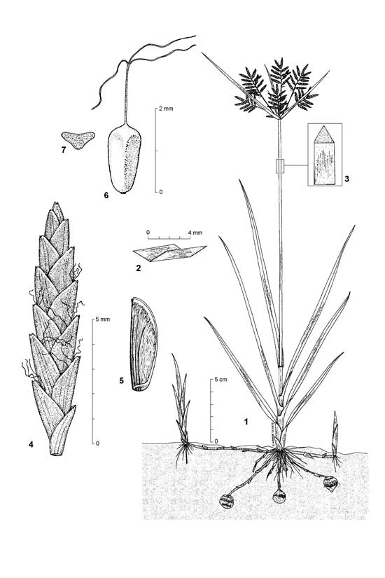 Dessin botanique de Cyperus esculentus - Cyperaceae - © Kamga Tchaye / CIRAD