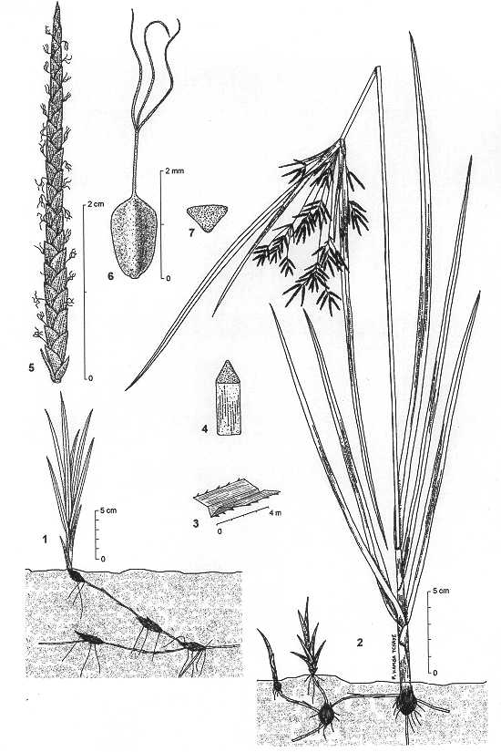 Dessin botanique de Cyperus rotundus - Cyperaceae - © Kamga Tchaye / CIRAD