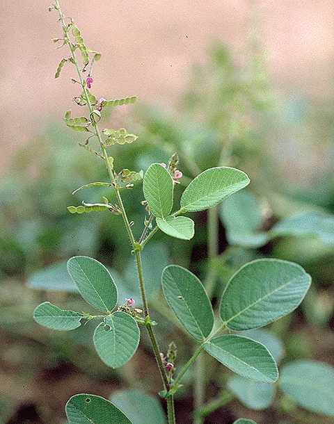 Exemplaire adulte de Desmodium dichotomum - Fabaceae - © Thomas le Bourgeois / CIRAD