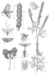 Dessin botanique de Desmodium dichotomum - Fabaceae - © Kamga Tchaye / CIRAD