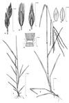 Dessin botanique de Digitaria argillacea - Poaceae - © Kamga Tchaye / CIRAD