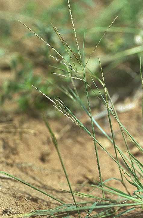 Exemplaire adulte de Digitaria argillacea - Poaceae - © Thomas le Bourgeois / CIRAD