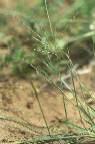 Digitaria argillacea - Poaceae au stade adulte - © Thomas le Bourgeois / CIRAD